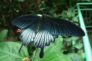 живая бабочка ласточкин хвост или ночь Papilio lowi 