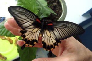  бабочка парусник белая форма papilio lowi