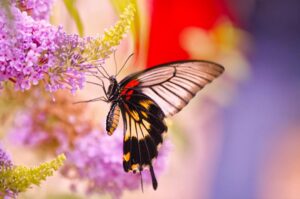  бабочка парусник papilio lowi самка