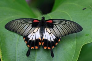 papilio lowi самка бабочка парусник
