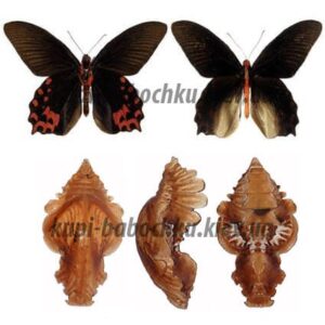 atrophaneura semperi с водяным
