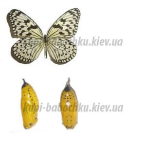 idea leuconoe с водян