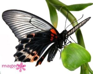 Живая бабочка Papilio lowi