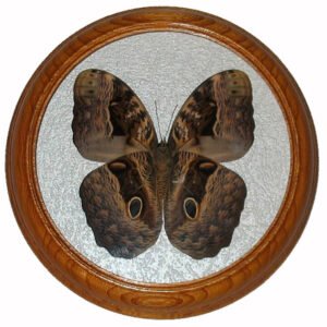 Caligo beltrao низ бабочка в рамке под стеклом