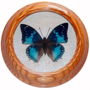 Charaxes smaragdalis засушенная бабочка под стеклом сувенир