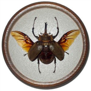 Megasoma Elephas жук в рамке сувенир