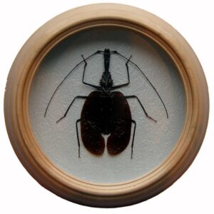 Mormolyce phyllodes жук в раме