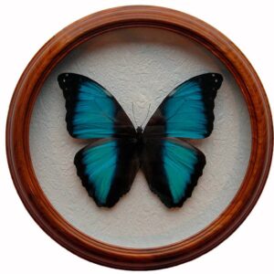 Morpho neoptolemus засушенная бабочка под стеклом в раме
