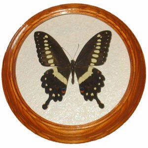 Papilio ophidicephalus бабочка засушенная в рамке