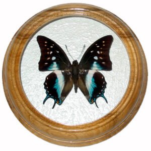 Polyura Cognata бабочка в круглой рамке