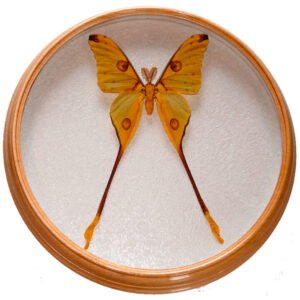 argema mitrei m