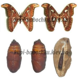 Attacus Atlas куколка бабочки кокон