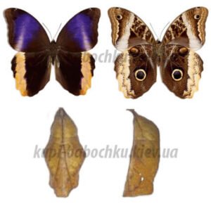 Caligo Atreus куколка бабочки