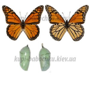 Danaus Plexippus куколки бабочки