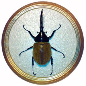 dynastes hercules жук в рамке сувенир