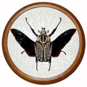 goliathus orientalis жук в раме сувенир