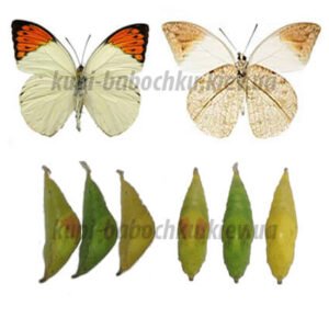 Hebomoia glaucippe куколки