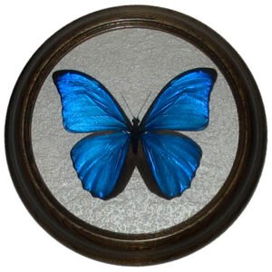 morpho menelaus засушенная бабочка в раме