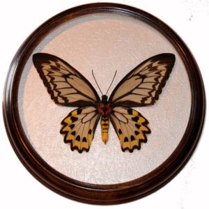ornithoptera croesus сувенир засушенная бабочка