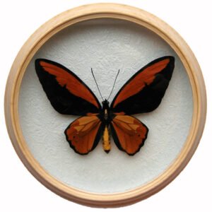 ornithoptera croesus сувенир бабочка