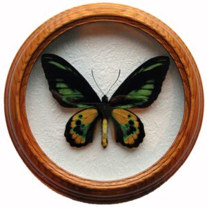 ornithoptera rothschildi засушенная бабочка в багете