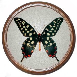 papilio antenor засушенная бабочка