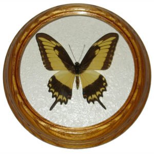 papilio astyalus бабочка в раме сувенир