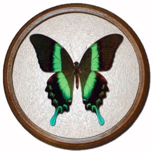 Papilio Blumei бабочка в рамке
