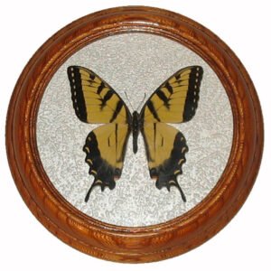 papilio canadensis бабочка в раме