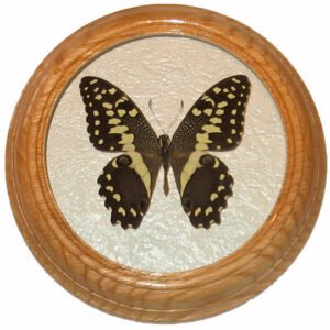 papilio demodocus бабочка в рамке