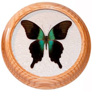 papilio peranthus засушенная бабочка в рамке