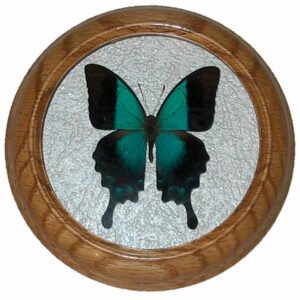 papilio pericles бабочка в раме