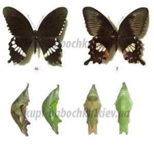 papilio polytes куколки бабочек