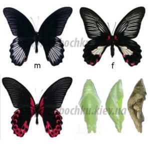 papilio rumanzovia парусник румянцева куколка