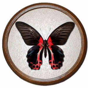 бабочка в рамке papilio rumanzovia f