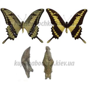 Papilio Thoas куколка бабочки