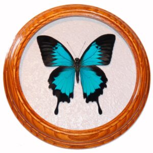 засушенная бабочка в рамке papilio ulysses