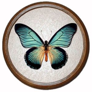 Papilio Zalmoxis верх бабочка в рамке