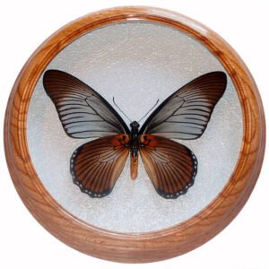 papilio zalmoxis низом засушенная бабочка под стеклом