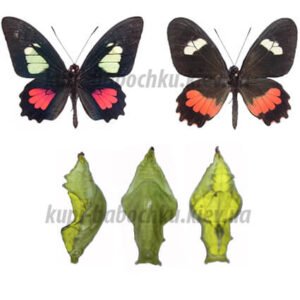 Parides Arcas куколка бабочки