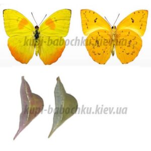 Phoebis Philea куколка бабочки