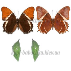 Siproeta Epaphus куколки бабочек