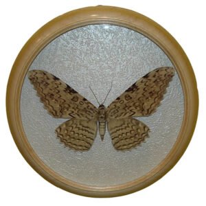 thysania agrippina засушенная бабочка в рамке