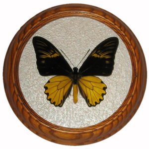troides amphrysus засушенная бабочка под стеклом