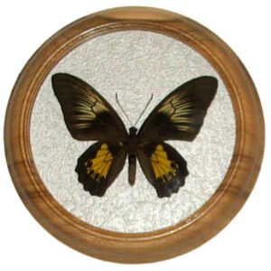 troides amphrysus F сувенир засушенная бабочка в раме