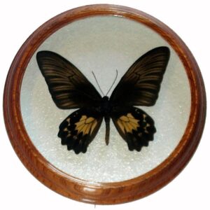 troides oblongomaculatus F засушенная бабочка в рамке