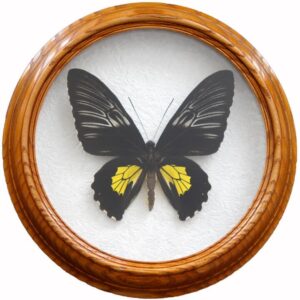 troides rhadamantus F бабочки в рамке