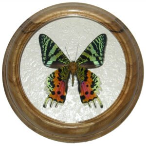 urania rippheus ventral