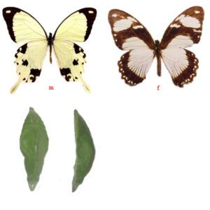 papilio Dardanus pupa