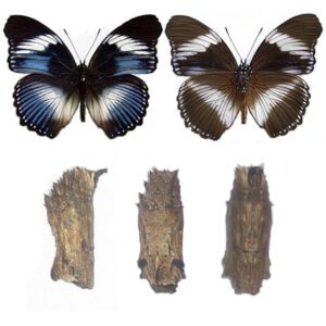 Hypolimnas Salmacis pupa